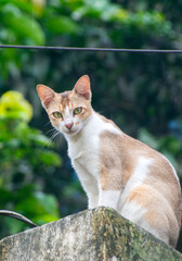 Felis catus domestic cat perched on mossy rock outdoors