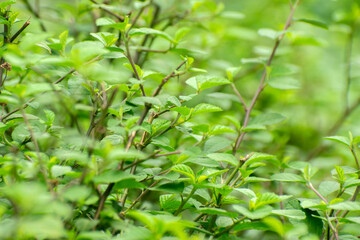 Green leaves and fresh shrubs thriving in bright garden light