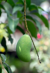 Mangifera indica mango fruit close up on tree