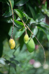 Mangifera indica mango fruit growing on tropical tree