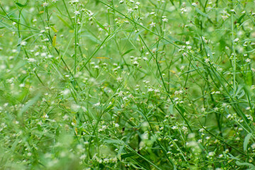 Parthenium hysterophorus congress grass with tiny white flowers
