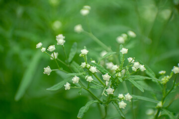 Parthenium hysterophorus congress grass flowering in garden