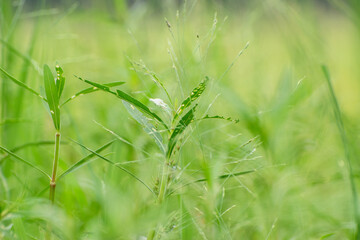 Phalaris angusta narrow canary grass in green field