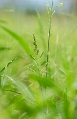 Phalaris angusta narrow canary grass growing naturally