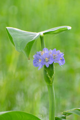 Pontederia hastata arrowleaf falsepickerelweed aquatic plant