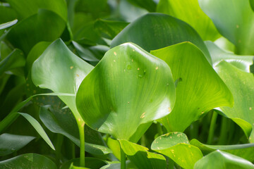 Pontederia crassipes water hyacinth flowering aquatic plant