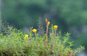 Portulaca Genus purslane flower blooming close up