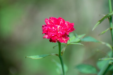 Rosa abietina red pine rose flower in bloom