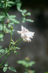 Rosa abietina pine rose plant growing outdoors