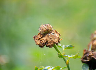 Rosa lucieae dried Wichuras rose flower showing decay