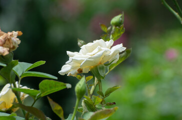 Rosa lucieae Wichuras rose flower blooming naturally