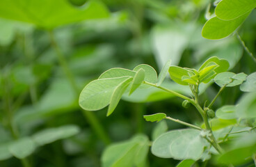 Senna Genus cassia green leaves close up in garden