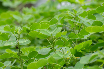 Senna Genus cassia leaves growing in garden