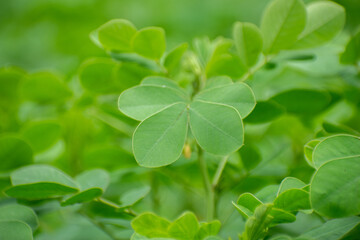 Senna Genus cassia plant growing naturally
