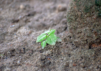 Tiny green seedling emerging from soil beside stone
