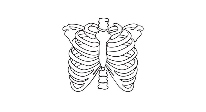 Human rib cage line art illustration showing the skeletal structure of the chest, including the sternum, clavicle, and ribs in a simple, minimalist black and white drawing