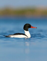 A striking seabird, distinguished by its black head, white body, and long, red bill, floats gracefully on calm, blue water