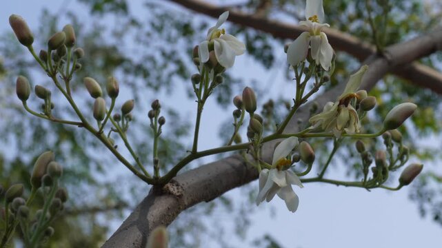 tree branch with clusters of delicate white flowers and buds against a clear blue sky and blurred foliage