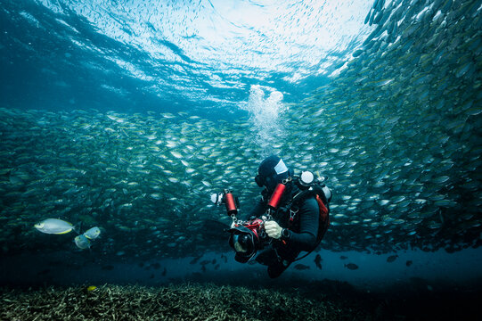 Diver exploring the ocean floor, surrounded by fusilier fish