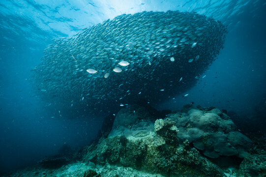 a shoal of fusilier fish close to Koh Tao