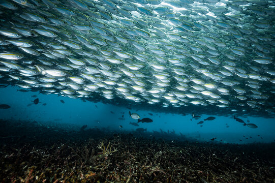 fusilier fish close to Koh Tao