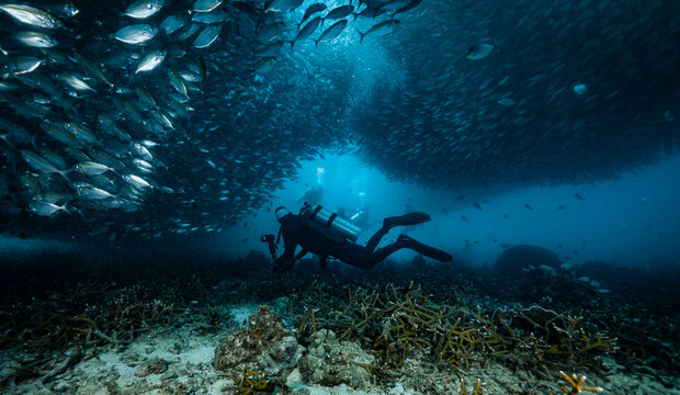 Diver exploring the ocean floor, surrounded by fusilier fish