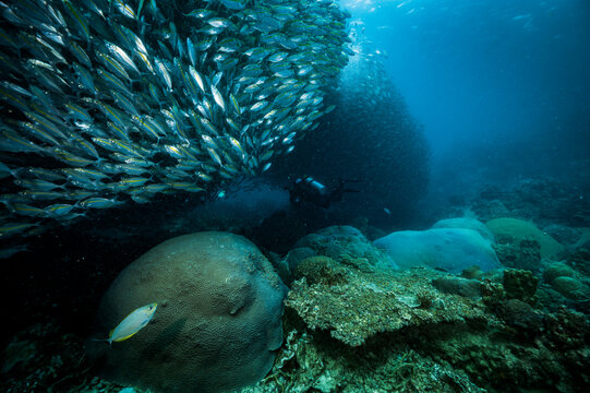 Diver exploring the ocean floor, surrounded by fusilier fish
