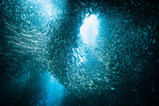 a shoal of fusilier fish creating a skull like pattern