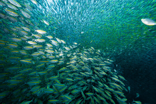 a shoal of fusilier fish close to Koh Tao