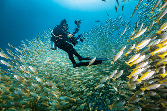 Diver exploring the gulf of Thailand, surrounded by fusilier fish