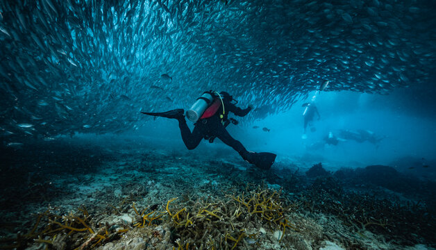 Diver exploring the ocean floor, surrounded by fusilier fish
