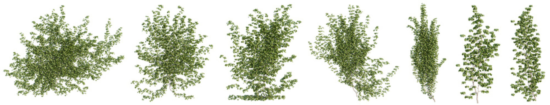 Shape of Realistic ivy and vine plants for Used for decorating gardens, wall, fence with isolated on transparent background - PNG file, 3d rendering illustration	
