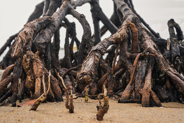 mangrove tree trunks growing on sandy beach