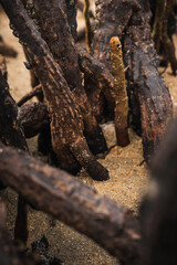 Fototapeta premium detailed view of mangrove trunks on beach