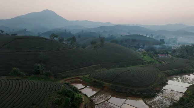 Cinematic drone panorama of Vietnam tea plantations in Phu Tho at misty golden hour, featuring neat tea rows, reflective rice paddies, distant mountain ridges and soft morning haze.