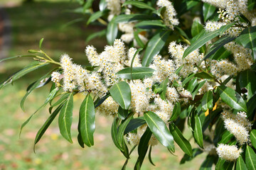 セイヨウバクチノキ　Cherry Laurel