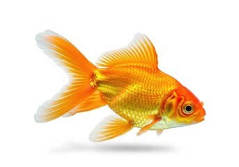 A goldfish is swimming on a white background