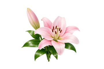 Fototapeta premium Pink lily blossom with a closed bud and green leaves isolated, floral botanical garden element or decoration