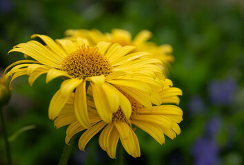 Obraz premium close up yellow flower in the garden