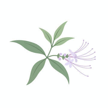 Cat&rsquo;s whiskers plant, kumis kucing blooming flowers with long white stamens