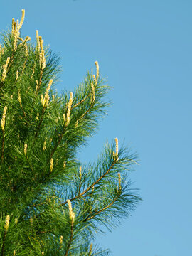 pine tree branches with its growth points