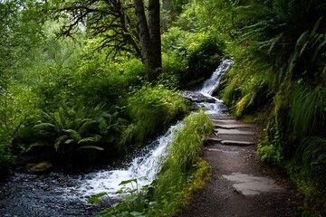 stream in the forest