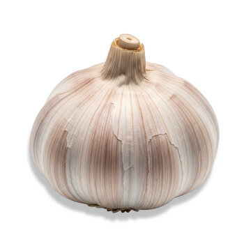 A whole head of garlic on a white background isolated on transparent background