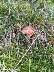 fly agaric mushroom in the grass 