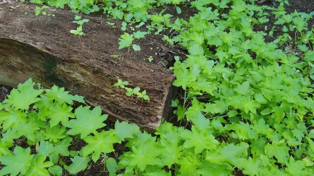Seedlings of Papaya. papaw, or pawpaw  is the plant species Carica papaya. family Caricaceae.Honolua Bay Access Trail, Maui, Hawaii