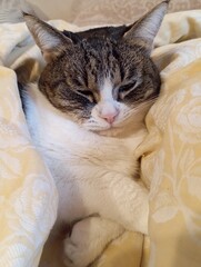 cat lying on the bed