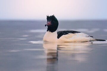 black swan swimming © Karol