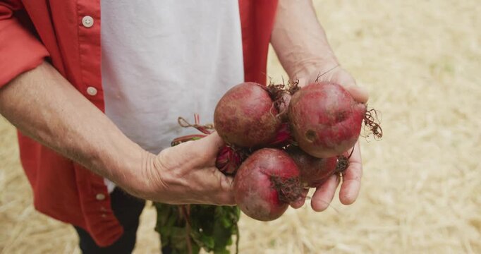 Senior caucasian man holding and inspecting fresh beetroots in garden