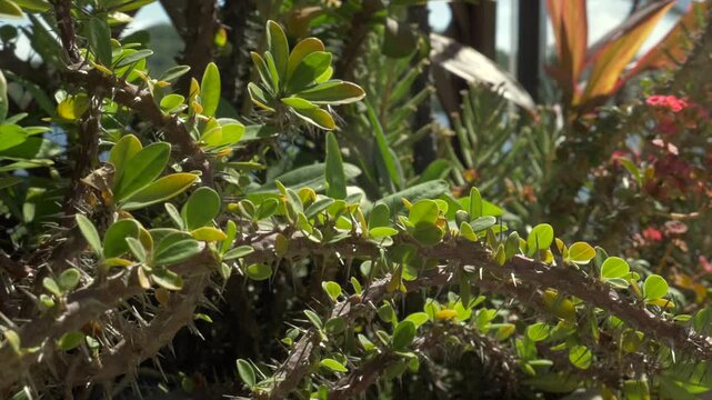 Fleur et plante de Guadeloupe