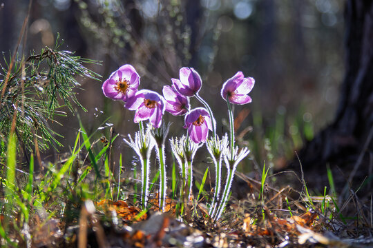 Eastern pasqueflower plants with delicate purple petals and fuzzy stems catching the warm backlighting, symbolizing the gentle awakening of nature during springtime in a forest